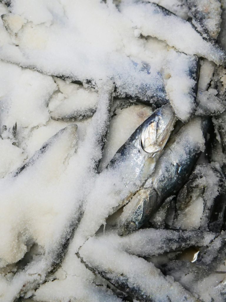 About Frozen fish covered in ice, ready for purchase at a seafood market.